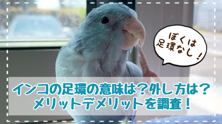 インコの足環の意味は 外し方やメリット デメリットなどを調査