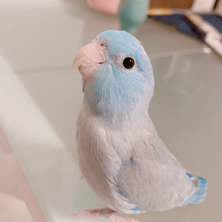 マメルリハインコのカラー図鑑！どんな色の種類がいるの？まとめました！ - まいぶろぐ まいにゃぴ